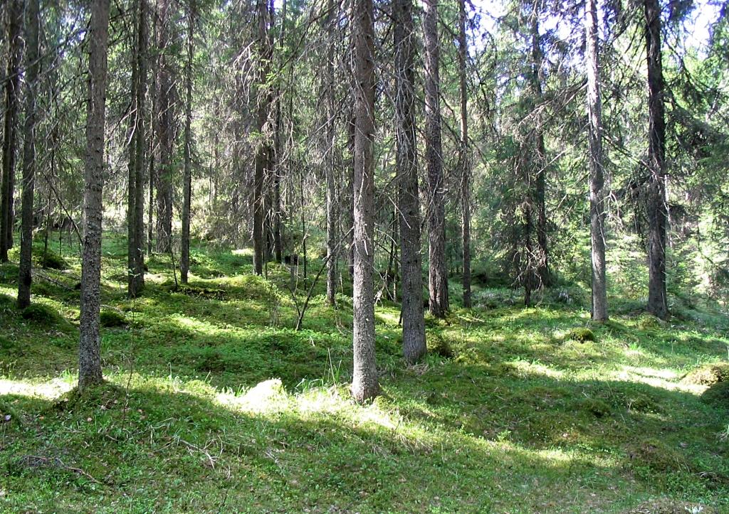 Национальный парк Лиесярви